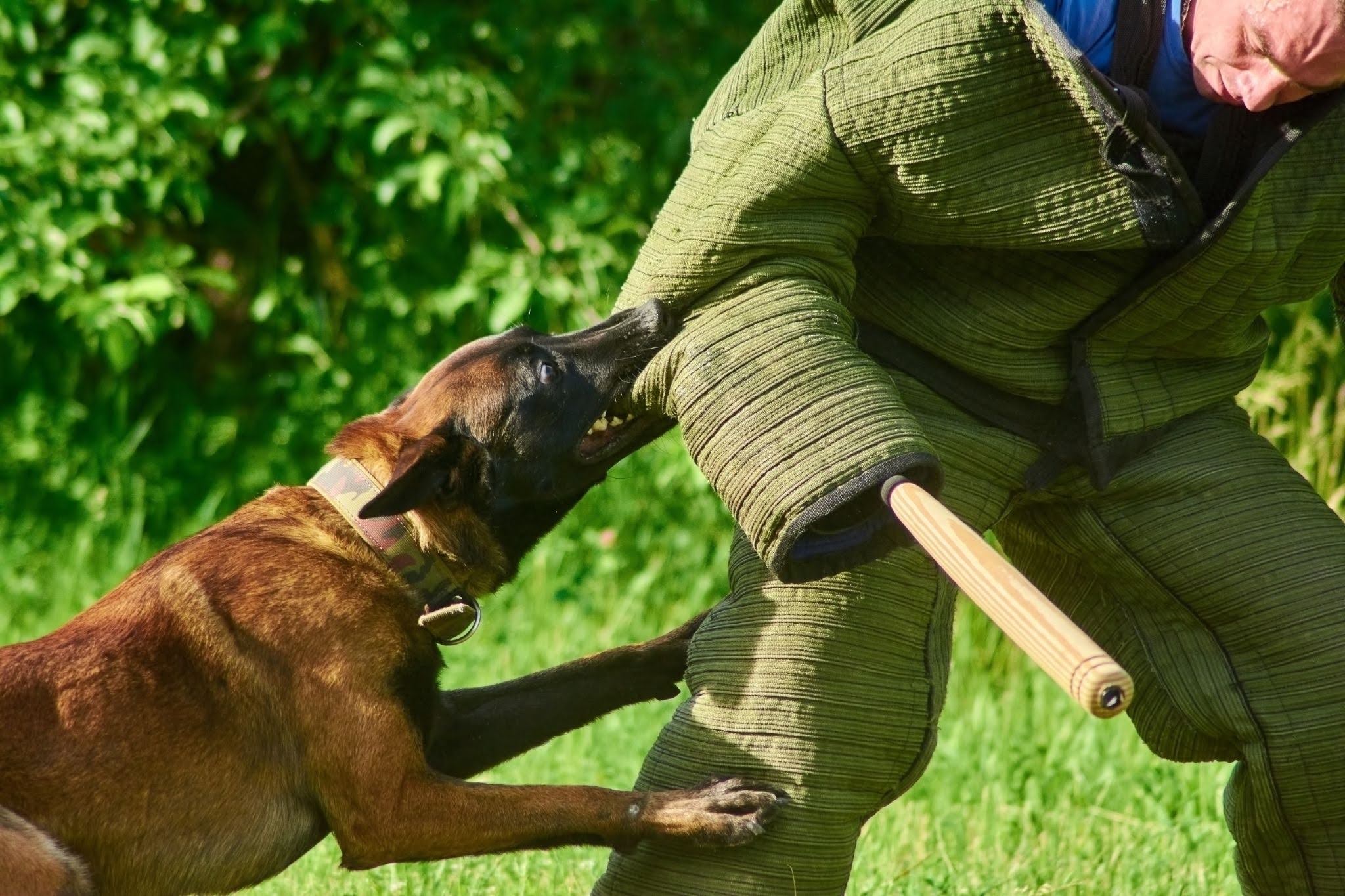 Coral Springs dog bite attorney