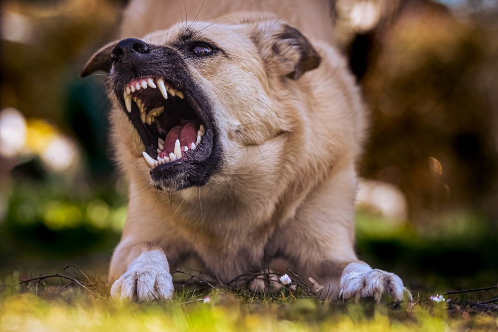 Dog Bite Lawyer Boca Raton, FL